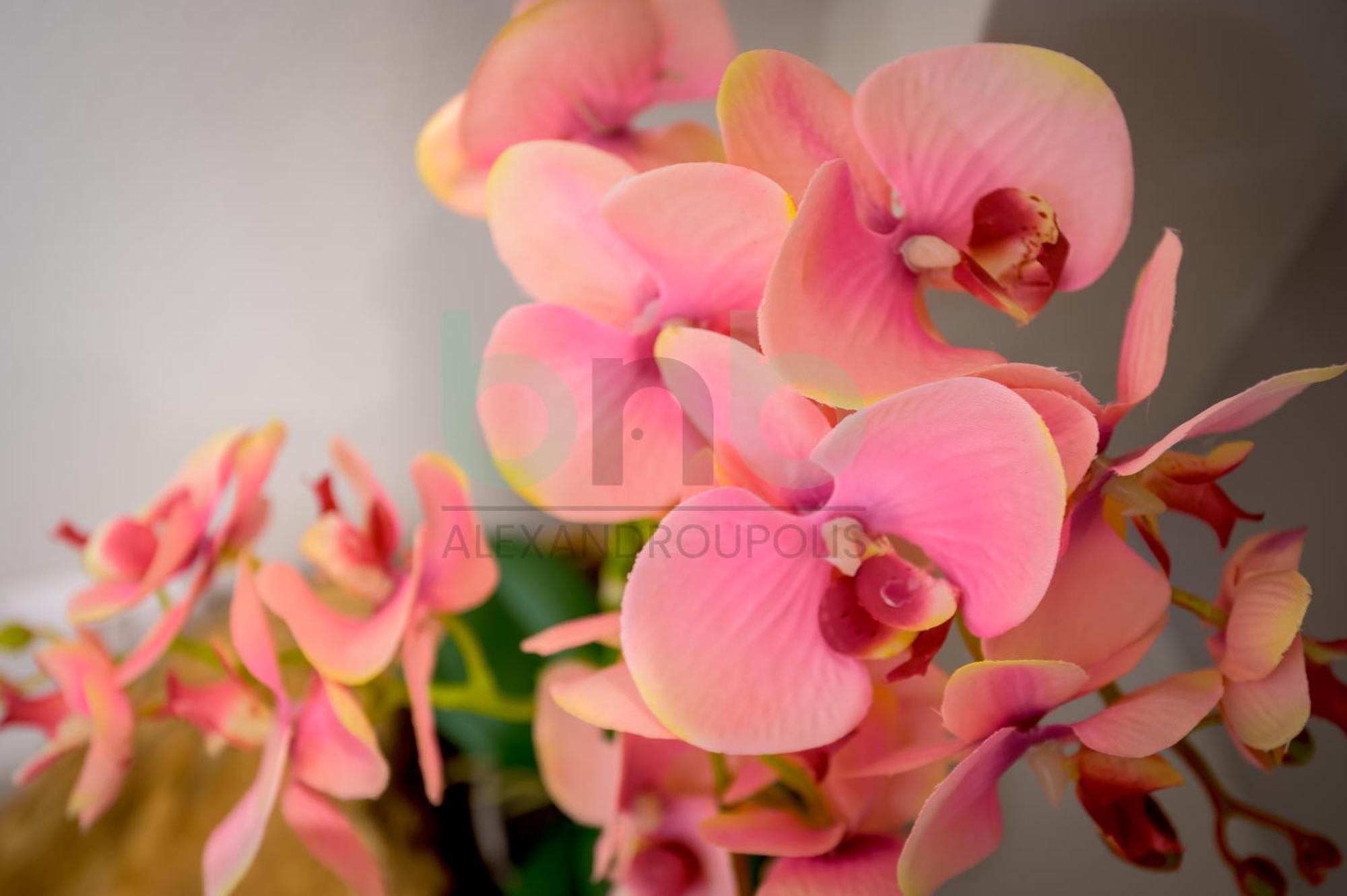 The Floral Suite อเล็กซานโดรโพลิส ภายนอก รูปภาพ